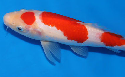 Kohaku - koi #x0701a029 - Side View A