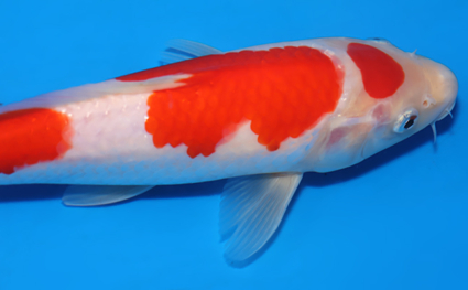 Kohaku – koi #x0701a029 - Image 3