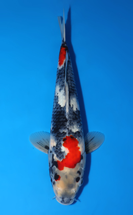 Showa - koi #x0701a034