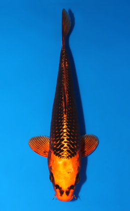 Orange Matsuba Ogon - koi #x0701a042