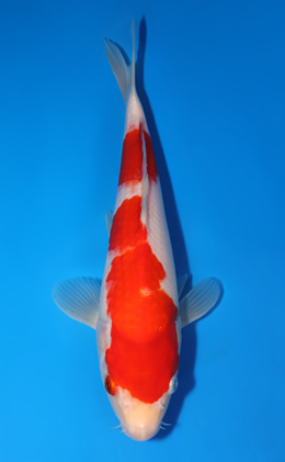 Kohaku - koi #x0701a043