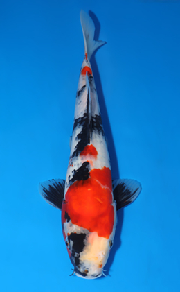 Showa - koi #x0701a049
