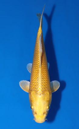 Ogon - koi #x0701a057