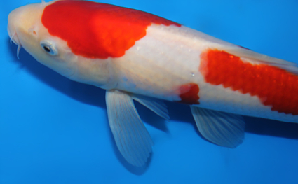 Kohaku - koi #x0703a004 - Side View A