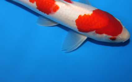 Kohaku – koi #x0703a004 - Image 3