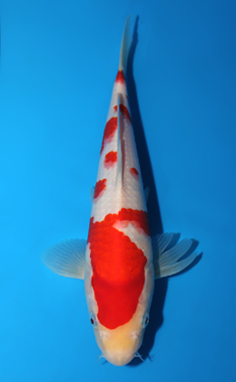 Kohaku - koi #x0703a010