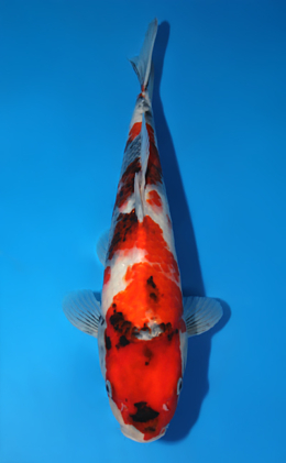 Showa - koi #x0703a015