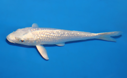 Ginrin Platinum - koi #x0703a019 - Side View A