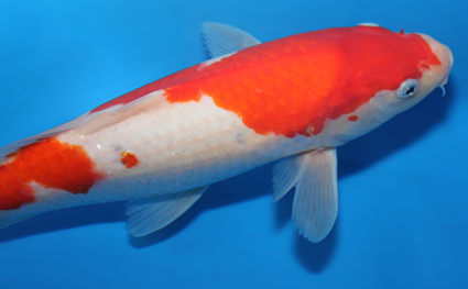 Kohaku - koi #x0703a020 - Side View A