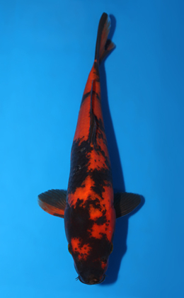 Hi Utsuri - koi #x0703a030