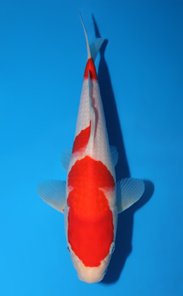 Kohaku - koi #x0703a031