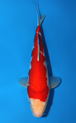 Kohaku - koi #x0703a032