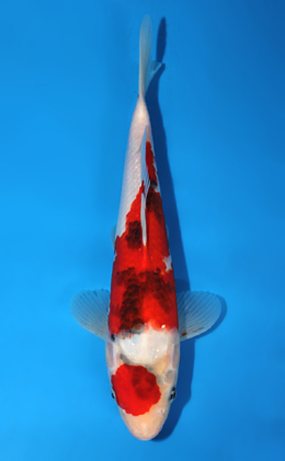 Showa - koi #x0703a033