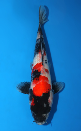 Showa - koi #x0703a034