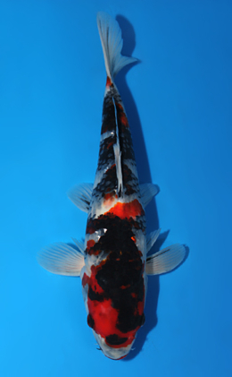 Showa - koi #x0703a035