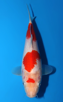 Kohaku - koi #x0703a038