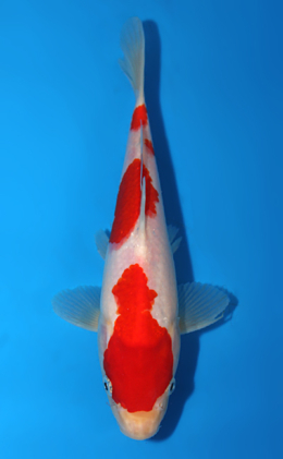 Kohaku - koi #x0703a039