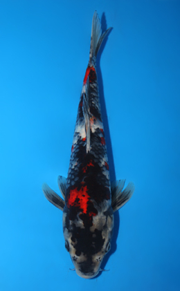 Showa - koi #x0703a040
