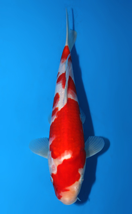 Kohaku - koi #x0703a046