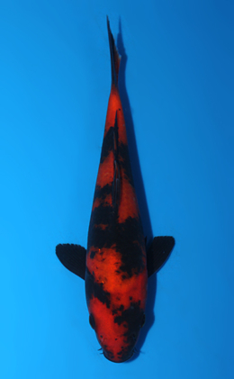 Hi Utsuri - koi #x0703a048