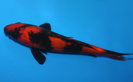 Hi Utsuri - koi #x0703a048 - Side View A