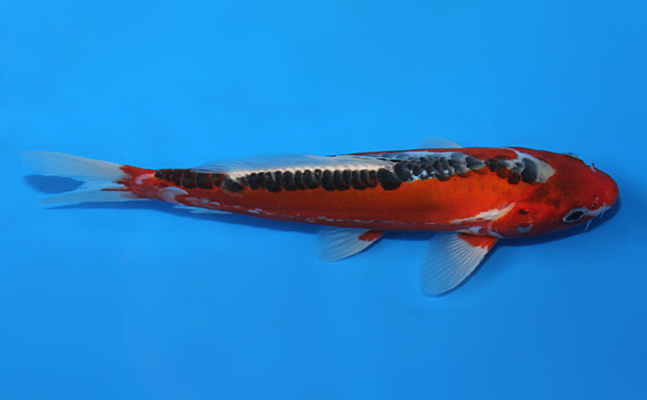 Shusui - koi #x0703a050 - Otsuka Koi Farm