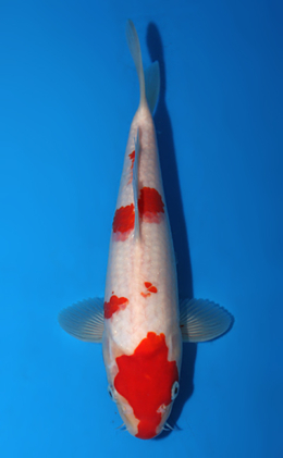 Kohaku - koi #x0703a059