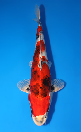 Kin Showa - koi #x0706s001