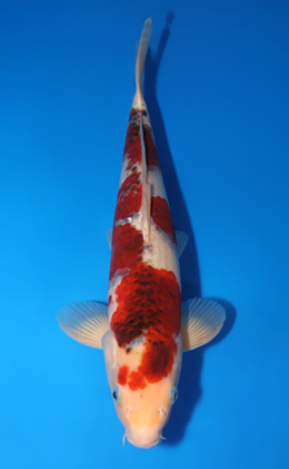 Aigoromo - koi #x0706s002