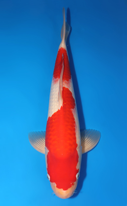 Kohaku - koi #x0706s013
