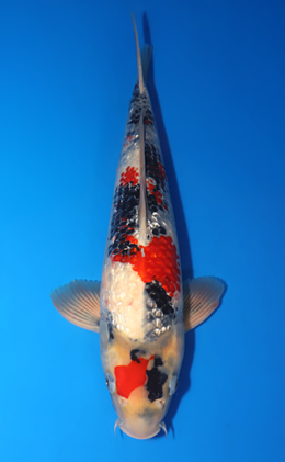 Ginrin Showa - koi #x0706s016