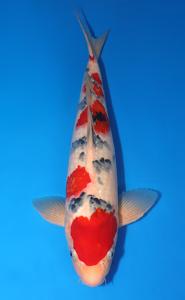 Taisho Sanke - koi #x0706s017