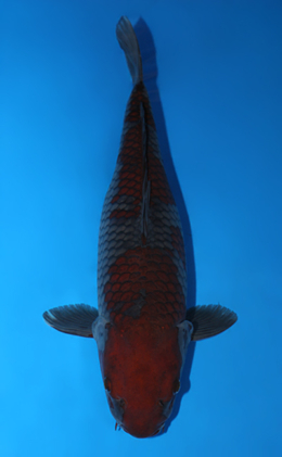 Ochibashigure - koi #x0707s001