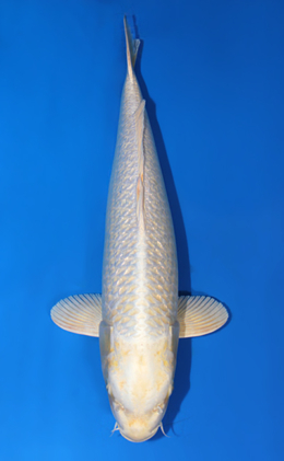 Ginrin Platinum - koi #x0707s003