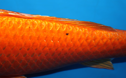 Orange Ogon - koi #x0707s004 - Side View A