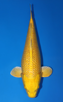 Ginrin Ogon - koi #x0707s007
