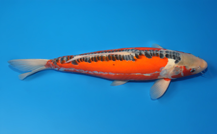 Shusui - koi #x0707s008 - Side View A