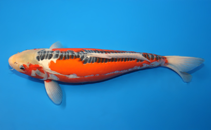 Shusui – koi #x0707s008 - Image 3