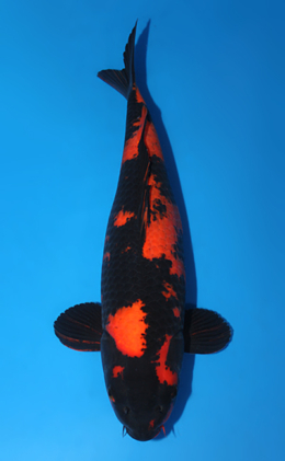 Hi Utsuri - koi #x0707s015