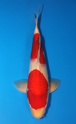 Kohaku - koi #x0707s016