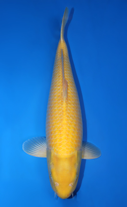 Karashi - koi #x0707s018