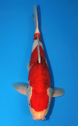 Showa - koi #x0707s025