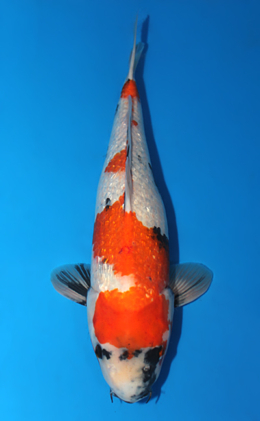 Ginrin Showa - koi #x0707s029