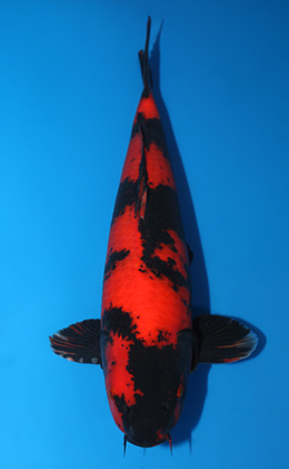 Hi Utsuri - koi #x0707s031