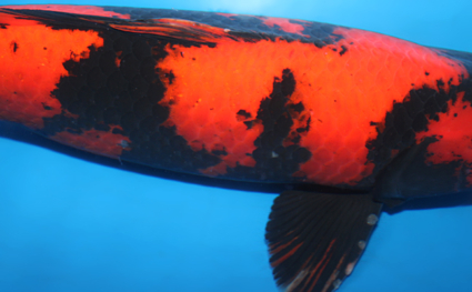 Hi Utsuri - koi #x0707s031 - Side View A