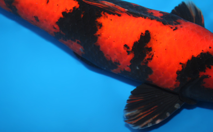 Hi Utsuri – koi #x0707s031 - Image 3