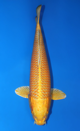 Ogon - koi #x0707s032