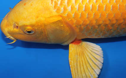 Ogon - koi #x0707s032 - Side View A