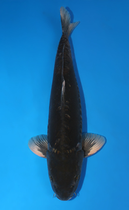 Kawari - koi #x0707s035