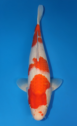 Kohaku - koi #x0707s036